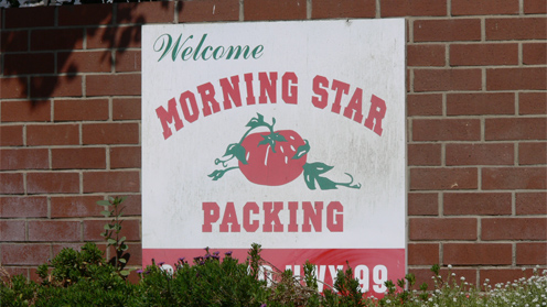 Morning Star tomato sauce