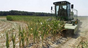 Corn crops