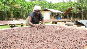 Cocoa farmers