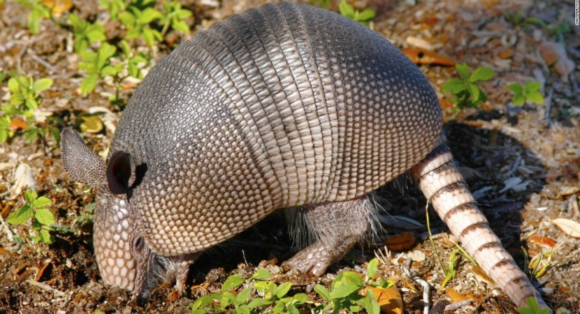Number of Armadillo leprosy cases on the rise in Florida